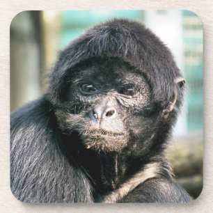 PORTA-COPO MACACA DE ARANHA