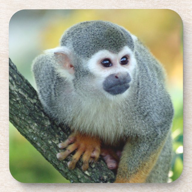 Porta-copo Macaco 004 (Frente)