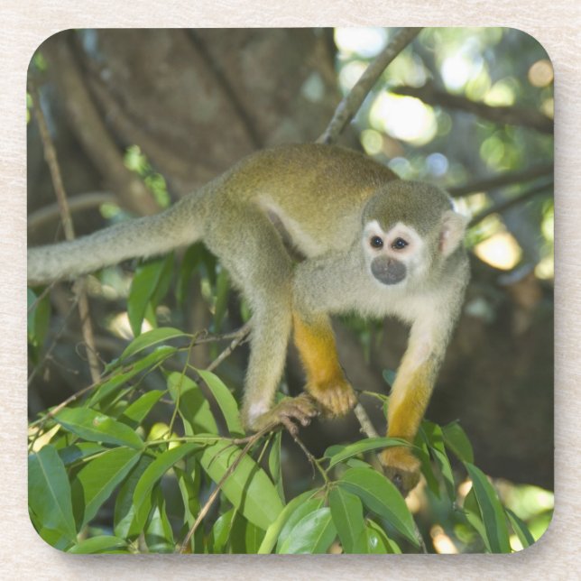 Porta-copo Macaco-Esquilo-Comum (Saimiri sciureus), Rio (Frente)