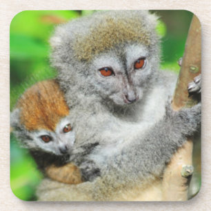 Porta-copo Madagascar, Andasibe, Ilha dos Lemures, Mãe