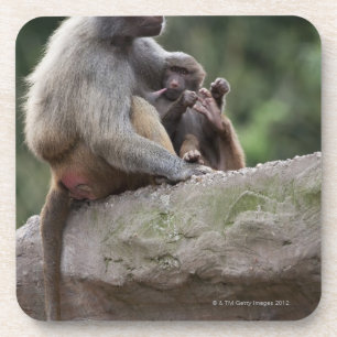 Porta-copo Mãe do babuíno que nutre seus jovens