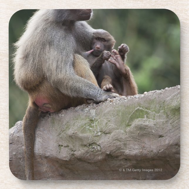 Porta-copo Mãe do babuíno que nutre seus jovens (Frente)