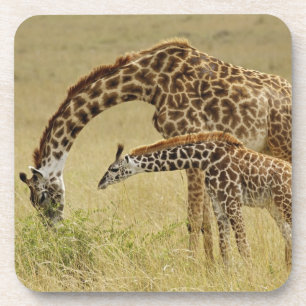 Porta-copo Mãe e bebê Girafa Masai, Giraffa