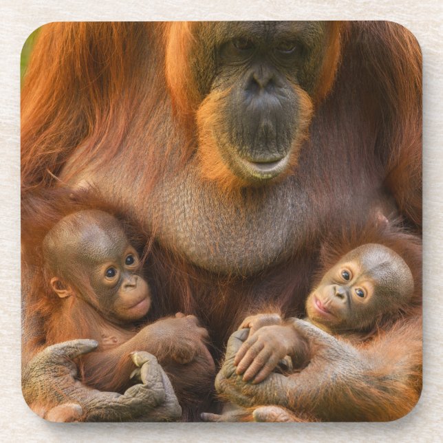 Porta-copo Mãe Orangutan Segurando Dois Bebês (Frente)
