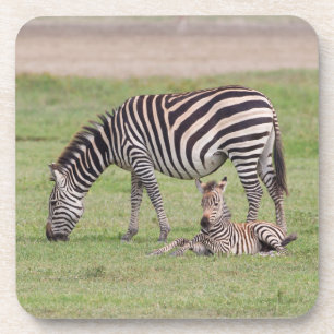 Porta-copo Mãe Zebra com Potro Recém-Nascido