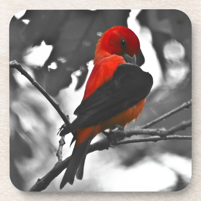 Porta-copo Male Scarlet Tanager (Frente)