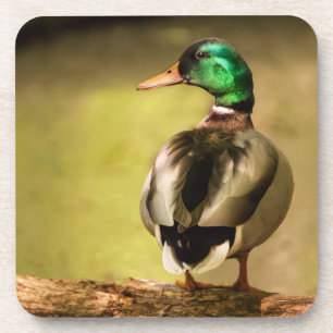 Porta-copo Mallard Duck
