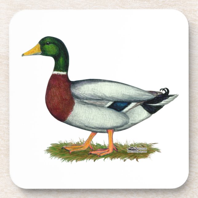 Porta-copo Mallard Duck Drake (Frente)