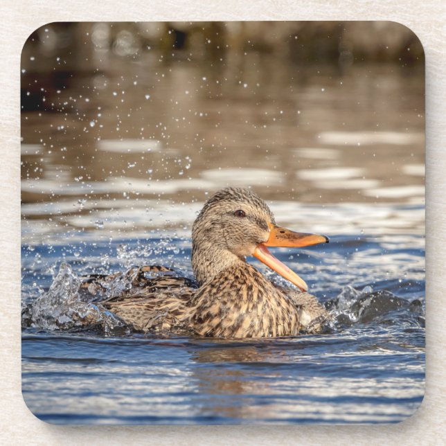 Porta-copo Mallard Duck em Downing Park (Frente)