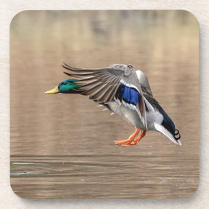 Porta-copo Mallard Duck em voo