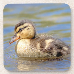 Porta-copo Mallard Duckling