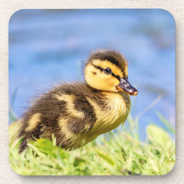 Porta-copo Mallard Duckling (Frente)
