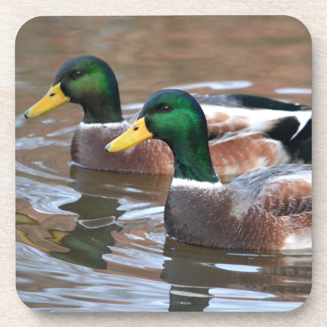 Porta-copo Mallard Ducks (Frente)