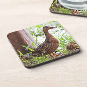 Porta-copo Mallard e Ducklings por Shirley Taylor