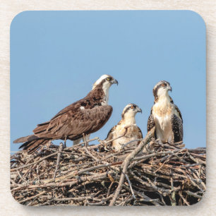 Porta-copo Mamã do Osprey com seus miúdos