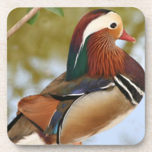 Porta-copo Mandarin Duck
