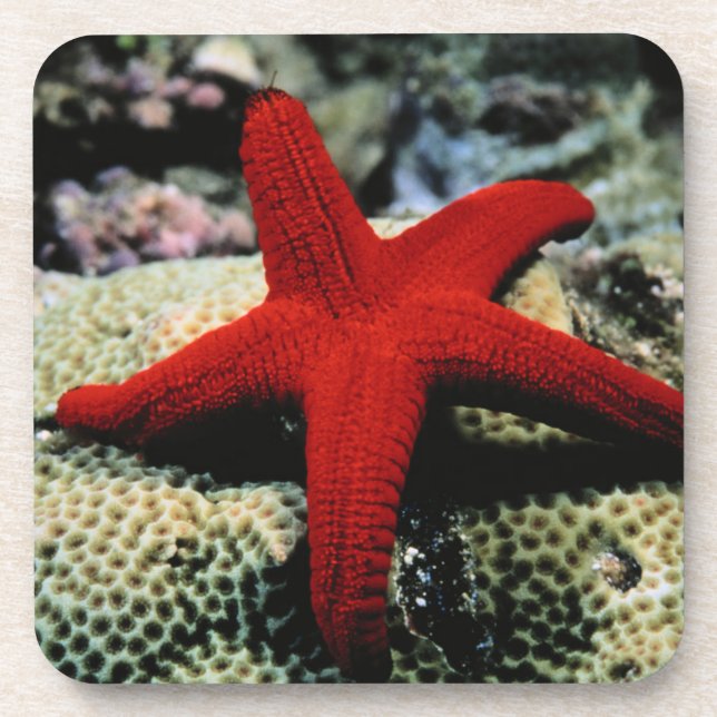 Porta-copo Mar Vermelho dos peixes | da estrela (Frente)