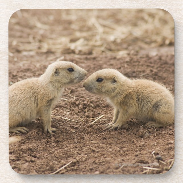 Porta-copo Marmota atada preto de Prarie (Frente)