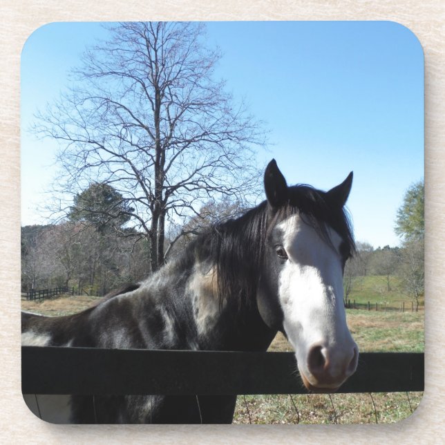 Porta-copo Marrom &Branco, Cavalo Pintado, céu azul brilhante (Frente)