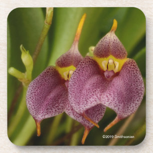 Porta-copo Masdevallia