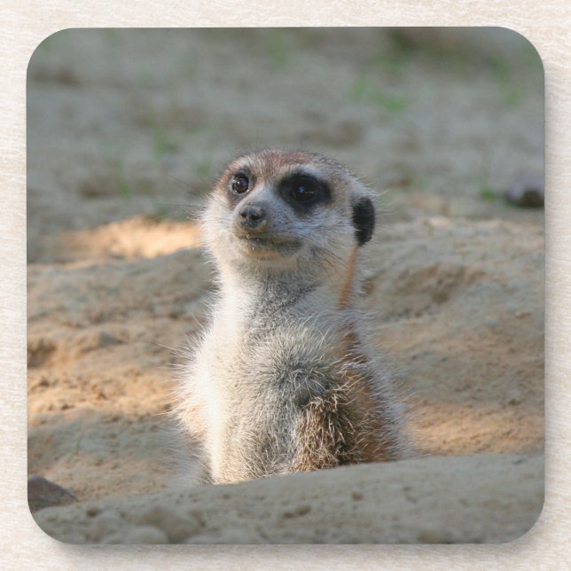 Porta-copo Meerkat 004 (Frente)