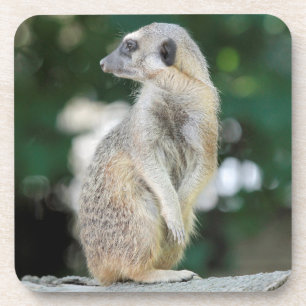 Porta-copo Meerkat 025
