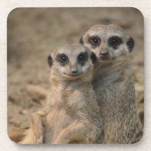 Porta-copo Meerkat 067