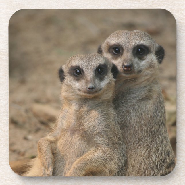 Porta-copo Meerkat 067 (Frente)