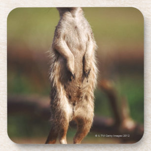 Porta-copo meerkat delgado-atado