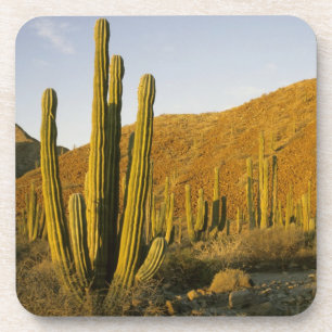 Porta-copo México, Baja, Ilha de Santa Catalina, Mar de