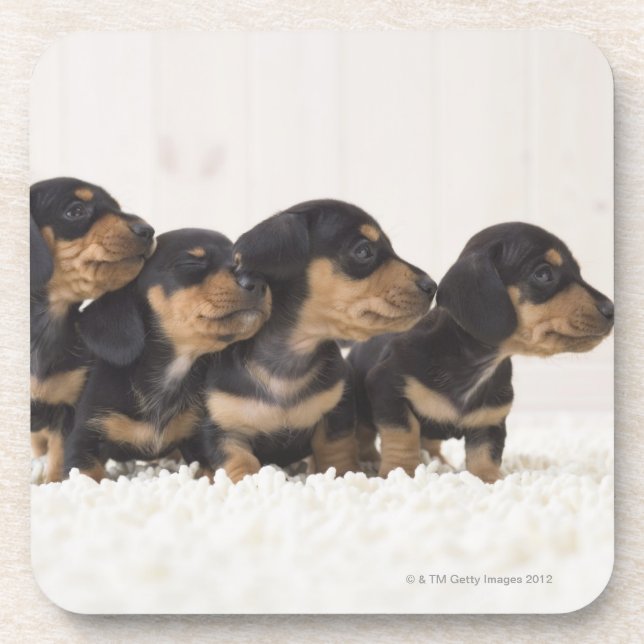 Porta-copo Mini Dachshund quatro (Frente)
