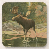 Moose Caminhando na Água