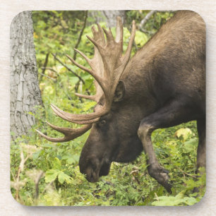 Porta-copo Moose Sensante