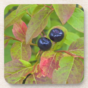 Porta-copo Morangos da Flathead Nacional