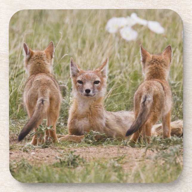 Porta-copo Mulher do Swift Fox (Vulpes velox) com tenra idade (Frente)