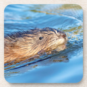 Porta-copo Muskrat na Reserva Ecológica da Fazenda de Vassar
