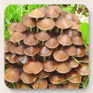 Porta-copo Mycena inclinata Duro de cogumelo Portas copos pl