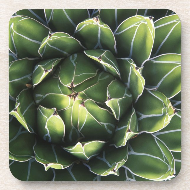 Porta-copo N.A., EUA, Arizona, Tucson, Sonora Desert (Frente)