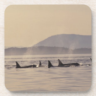 Porta-copo N.A., EUA, Washington, Ilhas San Juan Orca