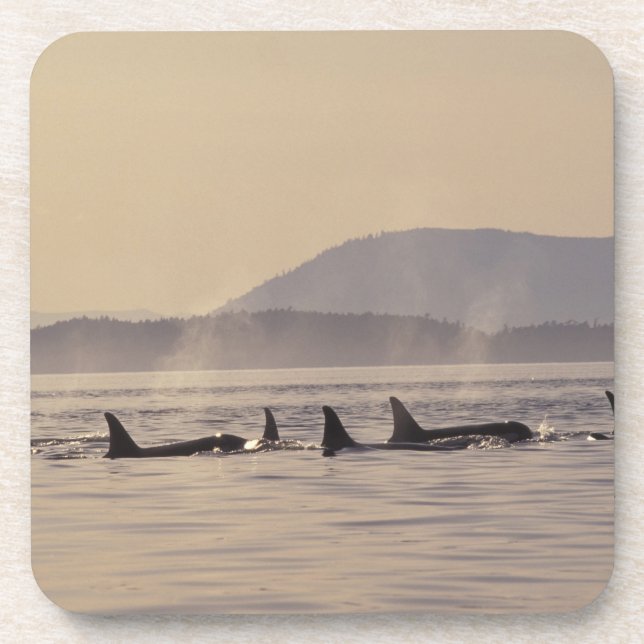 Porta-copo N.A., EUA, Washington, San Juan Islands Orca (Frente)
