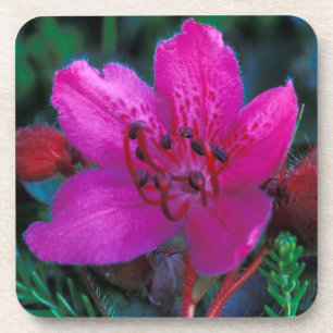 Porta-copo NA, EUA, Alaska, Ilhas Aleutas, Flores Selvagens