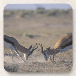 Porta-copo Namíbia, Parque Nacional Etosha, Dois machos