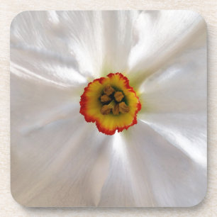 Porta-copo narciso branco pérola
