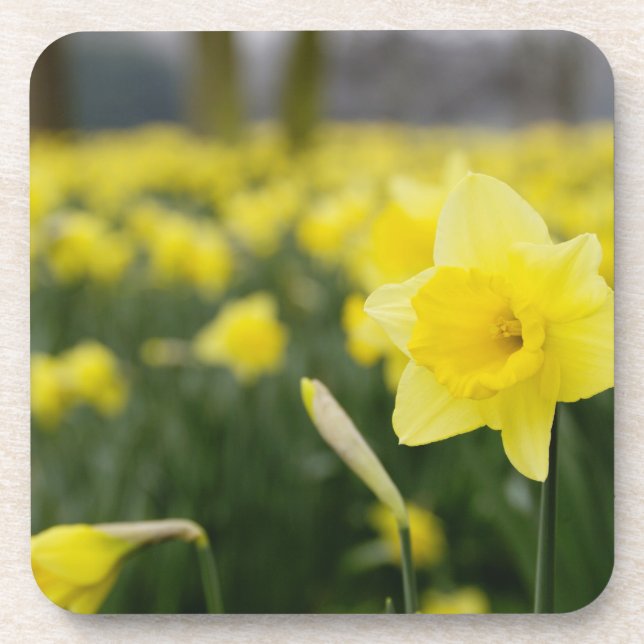 Porta-copo Narcisos (RF) (Frente)