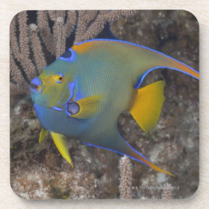 Porta-copo Natação do Angelfish da rainha (ciliaris de