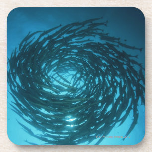 Porta-copo Natação do barracuda de Blackfin nos círculos