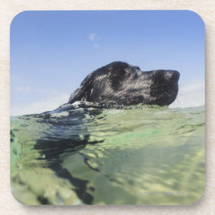 Porta-copo Natação do cão na água