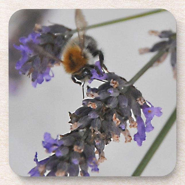 Porta-copo Natures WonMaravilha Workers (Frente)