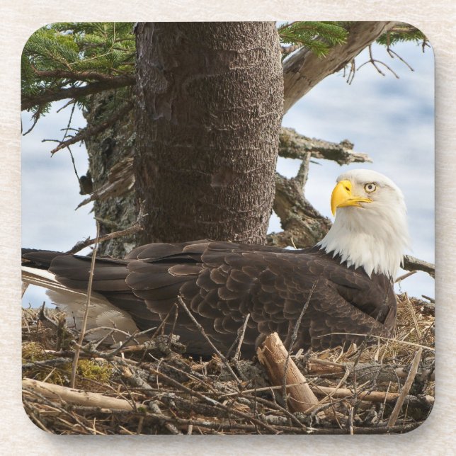 Porta-copo Nesting Bald Eagle (Frente)