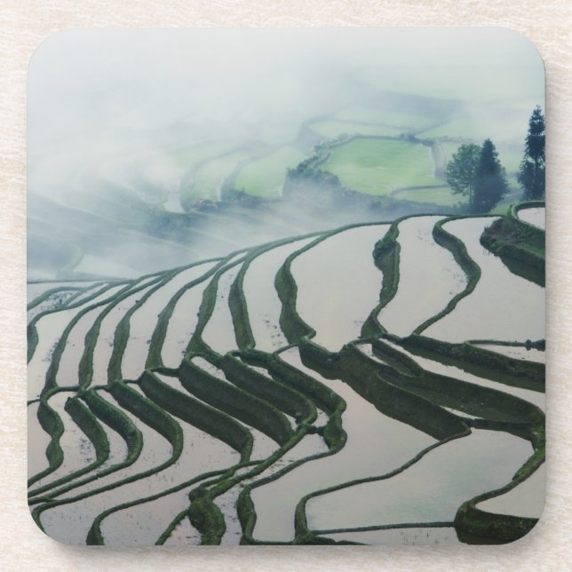 Porta-copo Névoa da manhã acima dos campos do arroz (Frente)